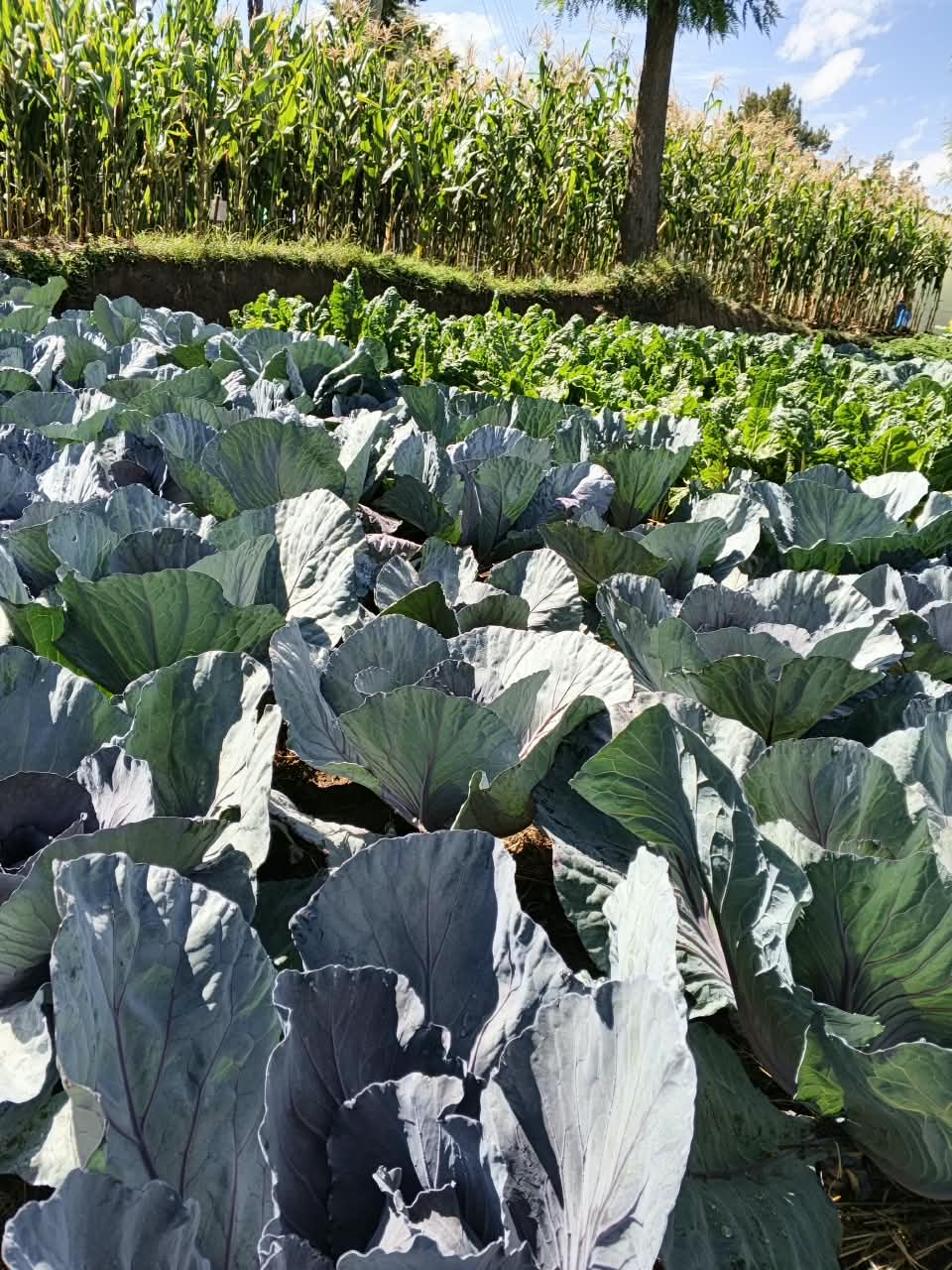 Broad cabbages
